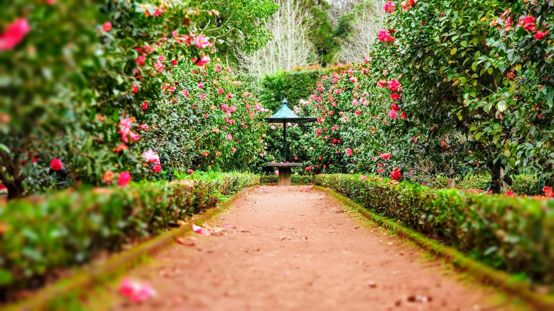 Perennial Garden