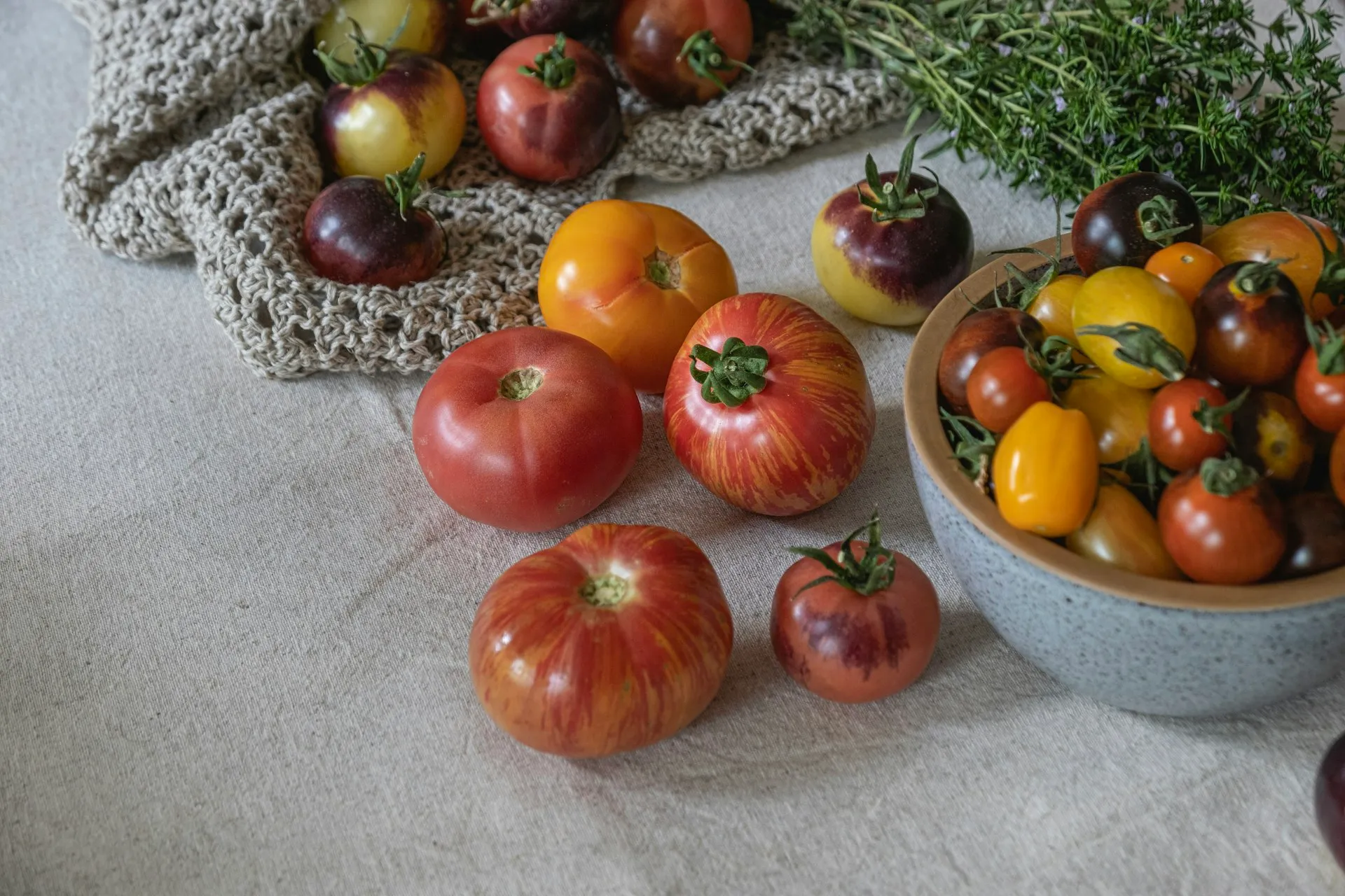 Assorted colorful tomatoes displayed with fresh herbs from organic garden harvest