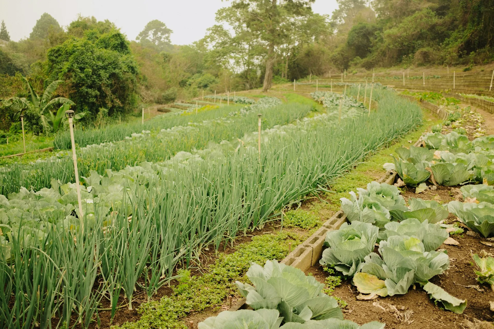 Organic vegetable garden with neat rows of lettuce, cabbage, and leafy greens in rich soil